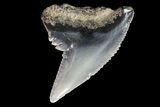 Colorful Fossil Tiger Shark (Galeocerdo) Tooth - Virginia #71146-3
